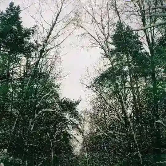 Снежный Пепел