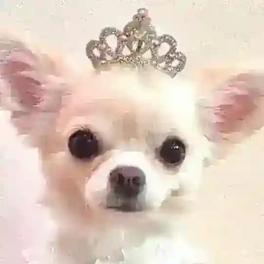 🦴собачка паппикор