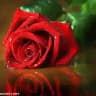صور وكلمات معبرة🌹🦋