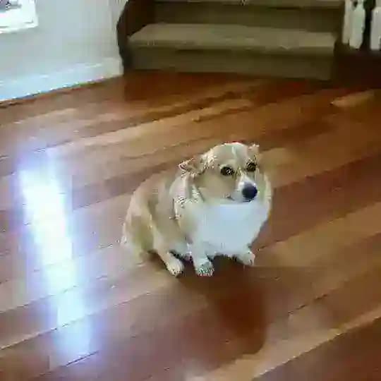 sssэээннняяя