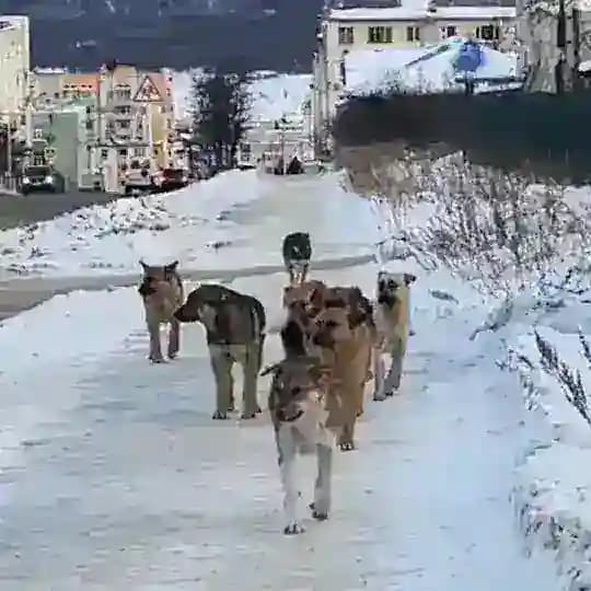 STOPDOG49