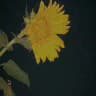 Sunflower🙂🌻💛گوڵەبەڕۆژە