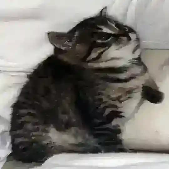 Свалка рисунков