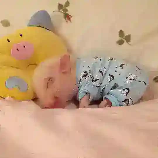 [рест] ∷ ᥴⲃυⲏⲕυ 🐖 ⲕⲫ ₍ᐢ.⚇.ᐢ₎ (с)