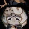 truffle cookie : cookiegram