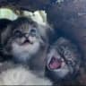 Дрифт на котлетах