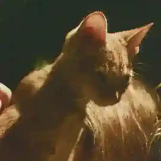 Убежище енотов 🦝