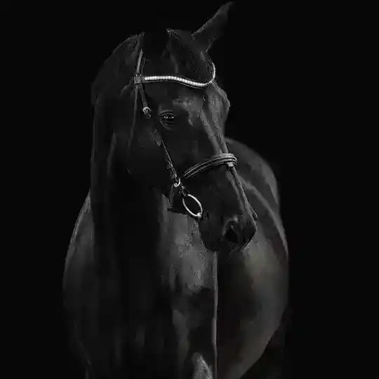 𝑽𝑭𝒁 #𝑭𝒚𝒓𝒂