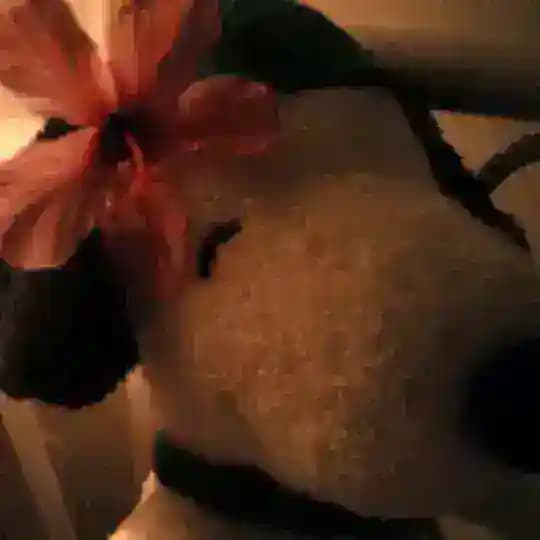 ви’скиzz :Р