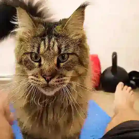 Вино и котики