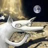 Wofl