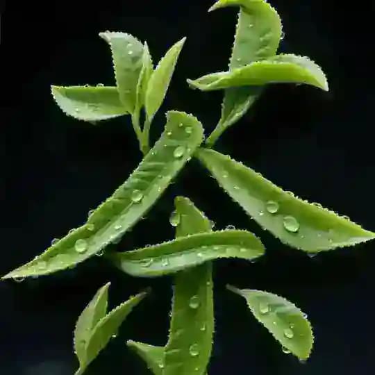 福建-厦门泡茶娱乐资源（会所）榜🍵