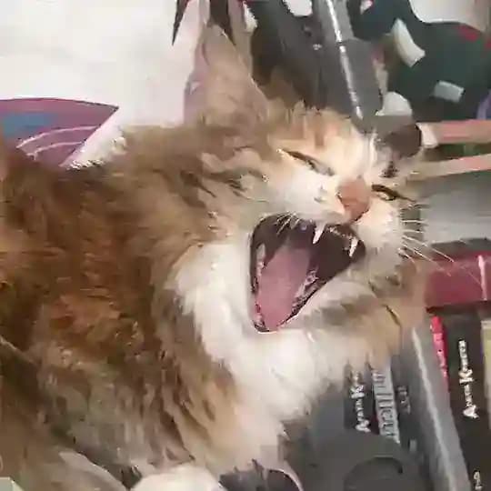 ШАКАЛ