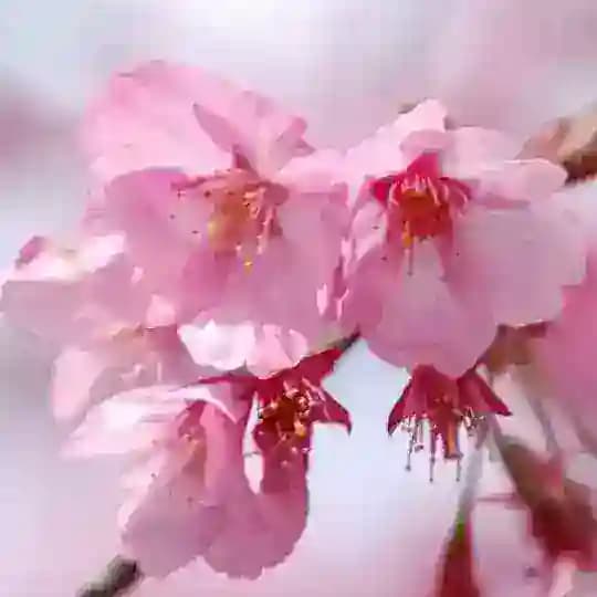 雪掩残荷