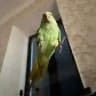 Яшка| Yashka🦜