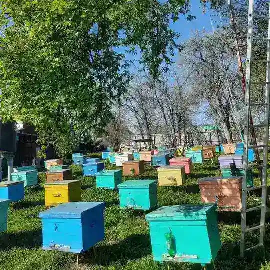 zaripovlar_bal🐝🍯❤️
