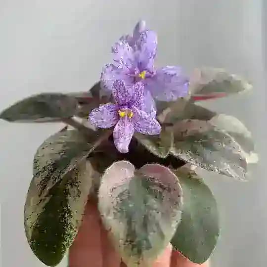 Зелёный мир🌿