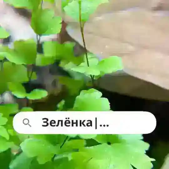 Зелёнка | Комнатные растения