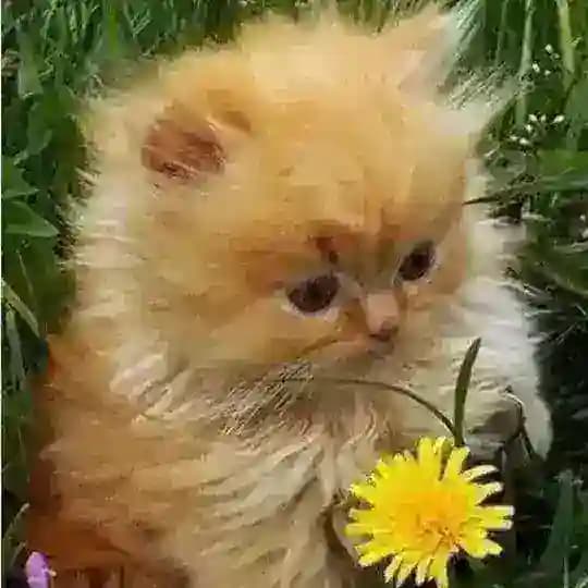 Полу рест/Милый подвал зеленки (◕‿◕✿)