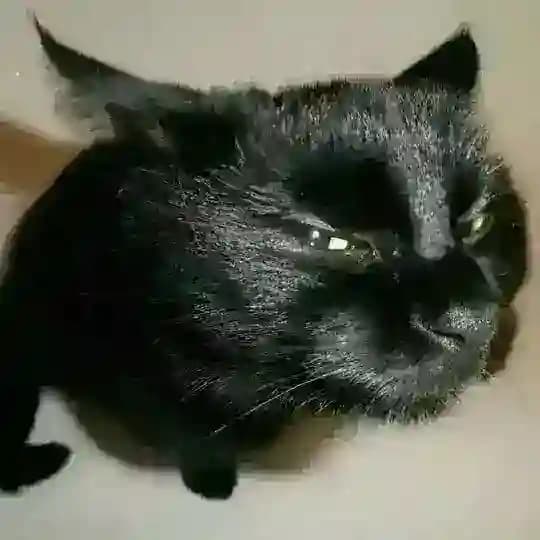 могила котёнка