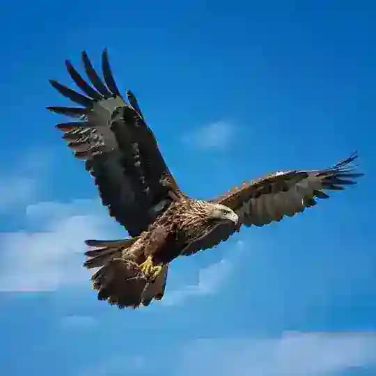 蓝鹰悦系系列