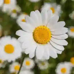 The Nature Apothecary Chat Profile