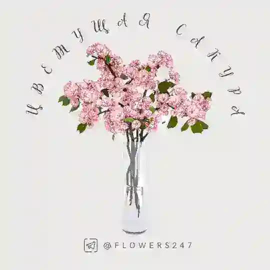 Цветы Ташкент Цветущая Сакура "Онлайн магазин" Profile