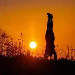 Lebe Liebe Lache Chat Profile