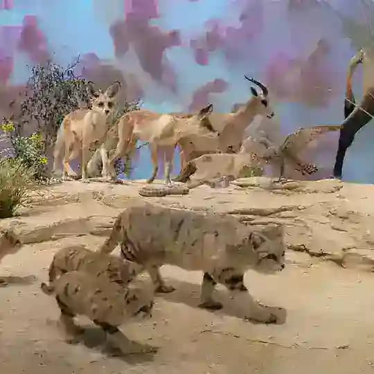 Indian living in QATAR Profile