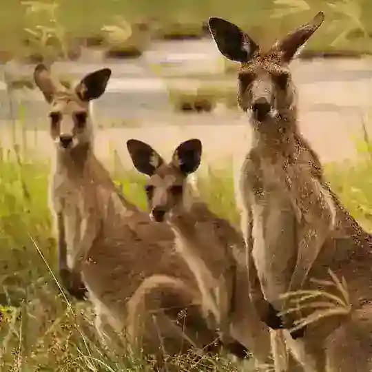 Кенгуру капитал чат Profile