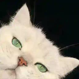 白猫小窝 Profile