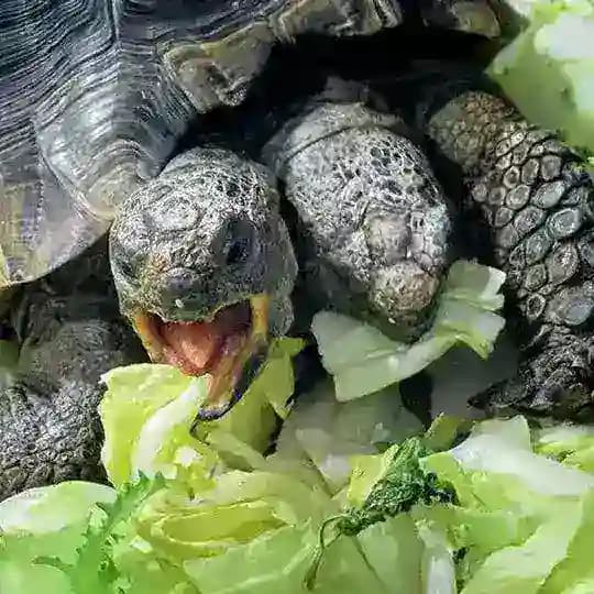 Die Chillkröten 💚 Profile