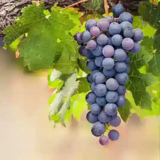 ВиноГрад: клуб вкусных путешествий. Profile