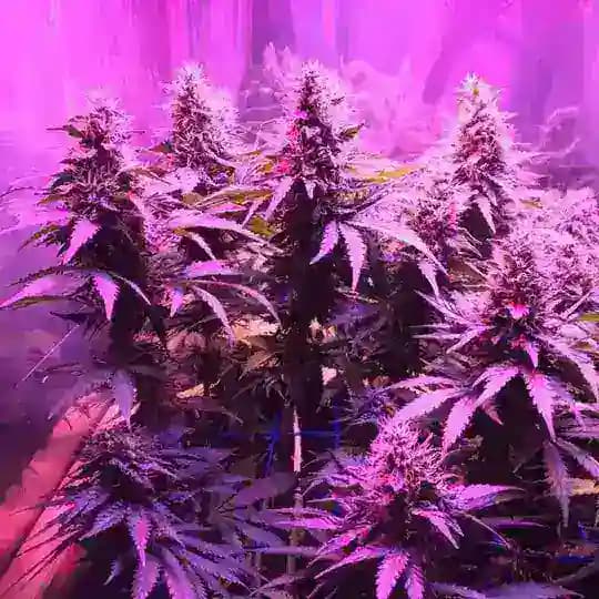 Coltivare Canapa🏅👩‍🌾 Consigli e News🤠 Profile