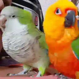 Cotorras~forpus~periquitos 🦜 Profile