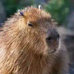 Куритиба | Бразилия | Чат Сообщества | Community Chat | Curitiba | Brazil t.me/curitiba_slavic Profile