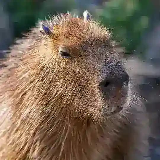 Куритиба | Бразилия | Чат Сообщества | Community Chat | Curitiba | Brazil t.me/curitiba_slavic Profile