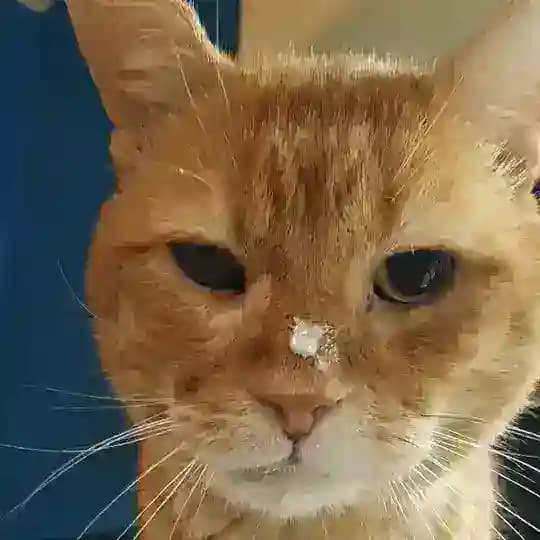 Еда в Нови Саде Profile