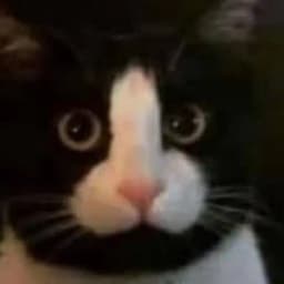 18+ entertain Profile