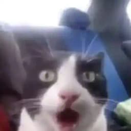 чатик фички типа Profile