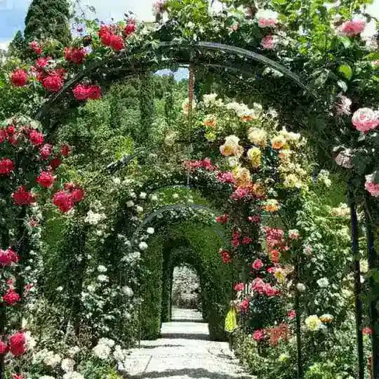 🥬 Jardinería Española 🇪🇸 Tips, plantas y mas 🌹🌻 Profile