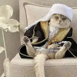 𓄂𝗞𝗔𝗦𝗜𝗕 𝗦𝗘𝗬𝗫𝗟𝗘𝗥👑 Profile