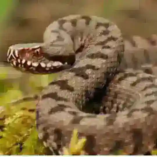 ლ❣(❁‿❁)DÜNYADAN SOHBET (❁‿❁) Profile