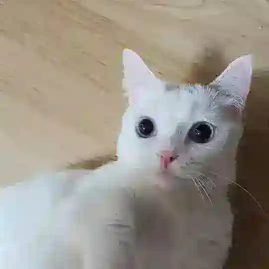 ์ฝ์ธํ๋ ์ง์ฌ๋ฐฉ (๋ฅ๋ฅ์ด) Profile