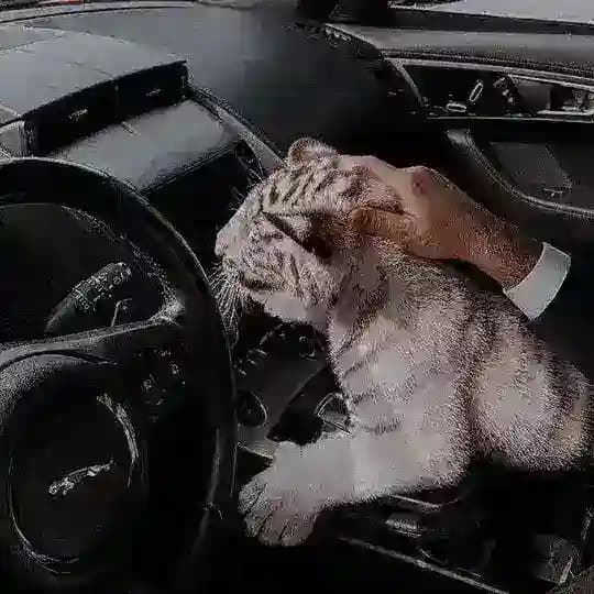 ༺𝙻𝙰𝚂𝚃 𝙾𝙻İ𝚀𝙰𝚁𝚇 ༻ Profile