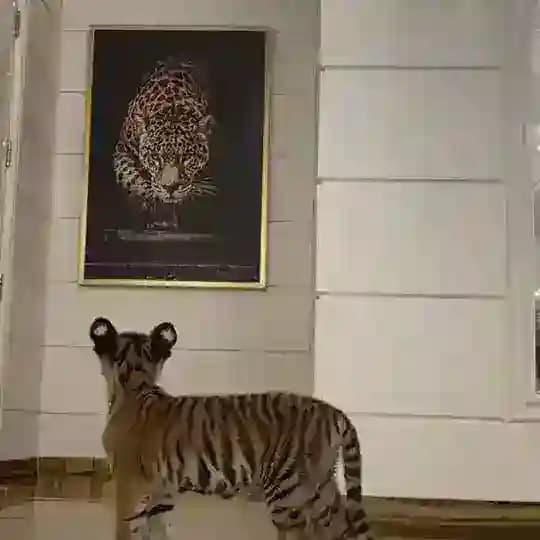 LOERA BONUS KİNG Profile