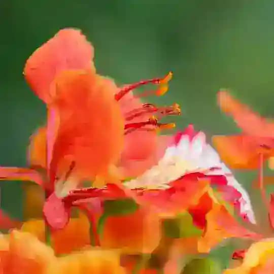 Common Chatting Group Profile