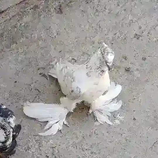 ●𝑵𝑼𝑹𝑺𝑼𝑿● 𝑲𝑨𝑩𝑼𝑻𝑨𝑹𝑳𝑨𝑹𝑰 🕊 Profile