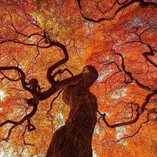 عکاسی با موبایل Mobile Photography Group Profile