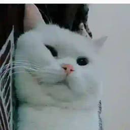 Quadra Mutualan Profile